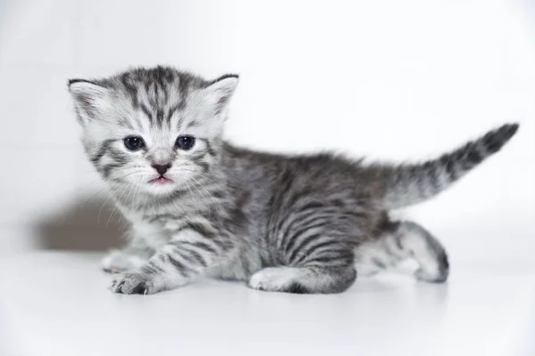 Baby kitten with beautiful silver color on a white background — Stock Photo, Image