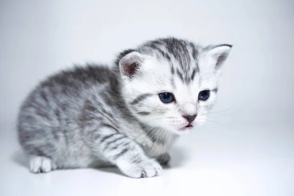 Hermoso gatito gris sobre un fondo blanco — Foto de Stock