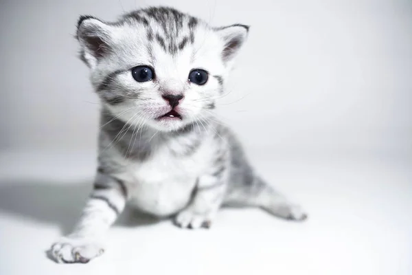 Mooi grijs kitten op een witte achtergrond — Stockfoto