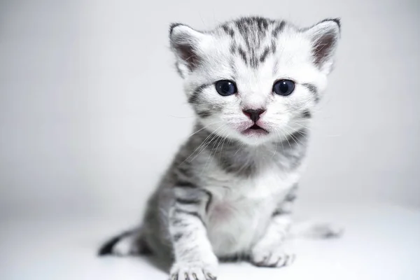 Kitten gestreept baby met een zilveren kleur. Elegante kitten — Stockfoto