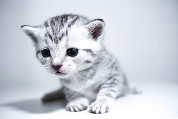 Kitten striped baby with a silver color. elegant kitten — Stock Photo, Image