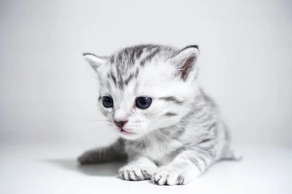 Yavru kedi bir gümüş rengi çizgili bebekle. zarif yavru kedi — Stok fotoğraf