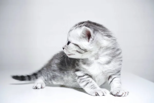 Bambino a strisce gattino con un colore argento. gattino elegante — Foto Stock