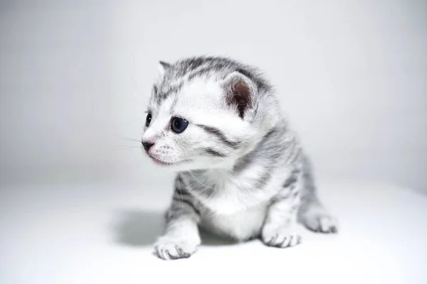 Gatito a rayas bebé con un color plateado. gatito elegante —  Fotos de Stock