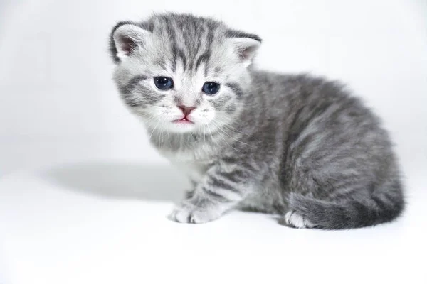 Bebé listrado de gatinho. Pequeno gatinho, olhos tristes — Fotografia de Stock