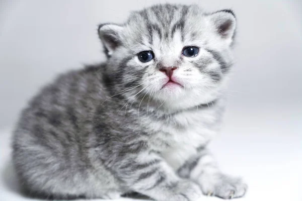 El retrato de un gatito es muy hermoso. Lindo pura raza gatito espectáculo clase —  Fotos de Stock