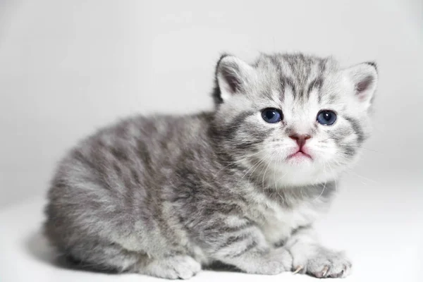 Portrait of a kitten is very beautiful. Cute purebred kitty show class — Stock Photo, Image