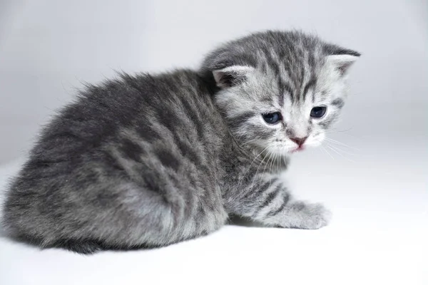 Yavru kedi şeritli bebek. Küçük kedi yavrusu, hüzünlü gözleri — Stok fotoğraf