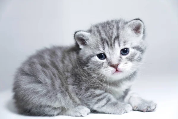 O retrato de um gatinho é muito belo. Gatinho de raça pura bonito show class — Fotografia de Stock