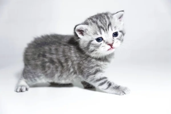 Gatito Tabby sobre un fondo blanco. Muy bonito lindo bebé gatito —  Fotos de Stock