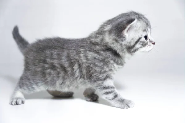 Gattino di colore, razza gattino bambino grigio a strisce. Profilo, vista laterale — Foto Stock