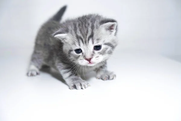 Üzgün yavru kedi şirin bebek gri İngiliz güzel yavru kedi — Stok fotoğraf