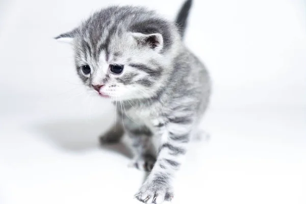 Sad kitten cute baby gray British beautiful kitten — Stock Photo, Image