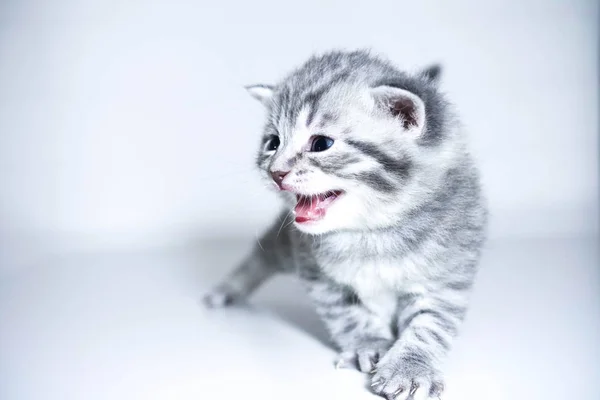 Yavru kedi ADGG safkan yavru kedi bağırır. Bebek kedi yavrusu — Stok fotoğraf