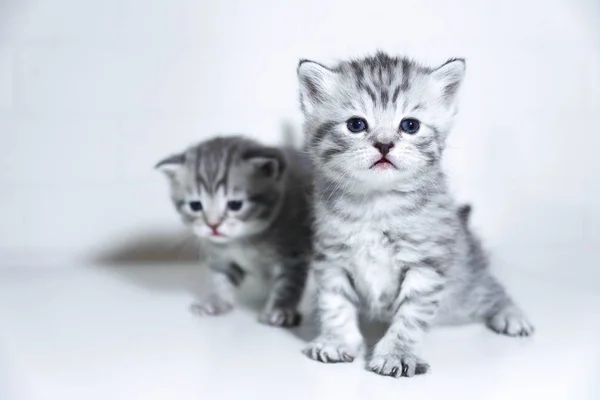 Gatito rayado lindo niño taquigrafía color plata — Foto de Stock