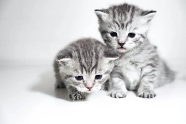 条纹的小猫可爱小孩短毛银颜色 — 图库照片