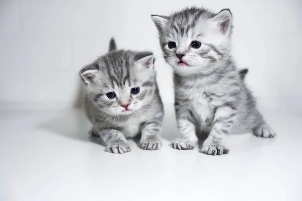 Striped kitten cute toddler Shorthair silver color — Stock Photo, Image