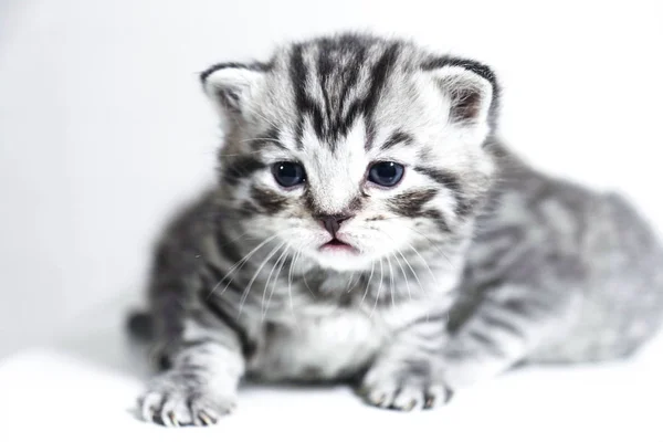 Striped kitten cute toddler Shorthair silver color — Stock Photo, Image