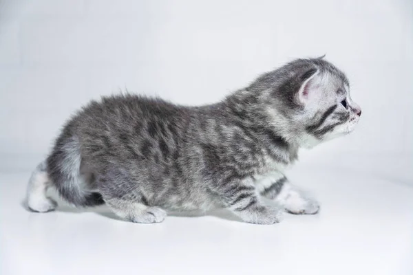 Striped kitten cute toddler Shorthair silver color — Stock Photo, Image