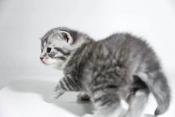 Striped kitten cute toddler Shorthair silver color — Stock Photo, Image