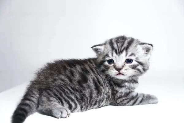 Tatlı küçük bebek kedi yavrusu çizgili kedicik kısa saçlı — Stok fotoğraf