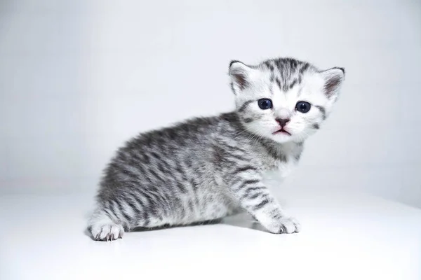 Baby kitten with beautiful silver color on a white background — Stock Photo, Image