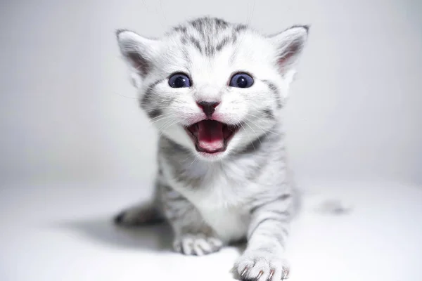 Τα νιαουρίσματα γατάκι φωνάζει καθαρόαιμο γατάκι. Μωρό γατάκι — Φωτογραφία Αρχείου