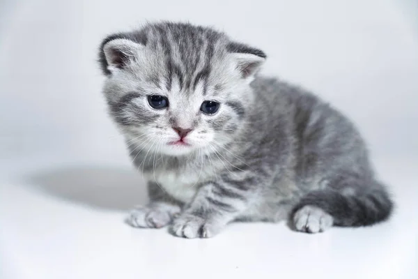 Yavru kedi şeritli bebek. Küçük kedi yavrusu, hüzünlü gözleri — Stok fotoğraf