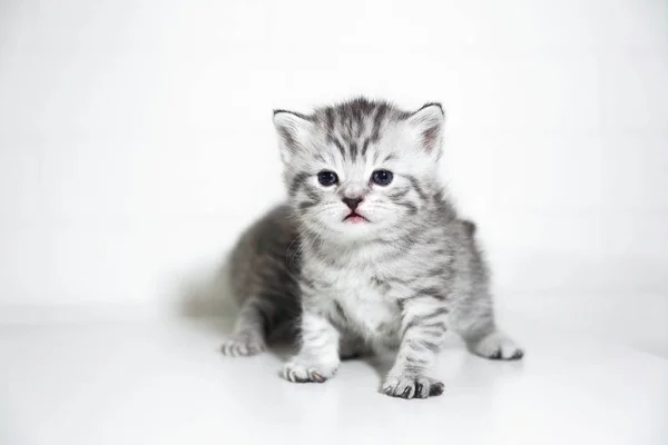 Gestreepte kitten schattig peuter korthaar zilver kleur — Stockfoto