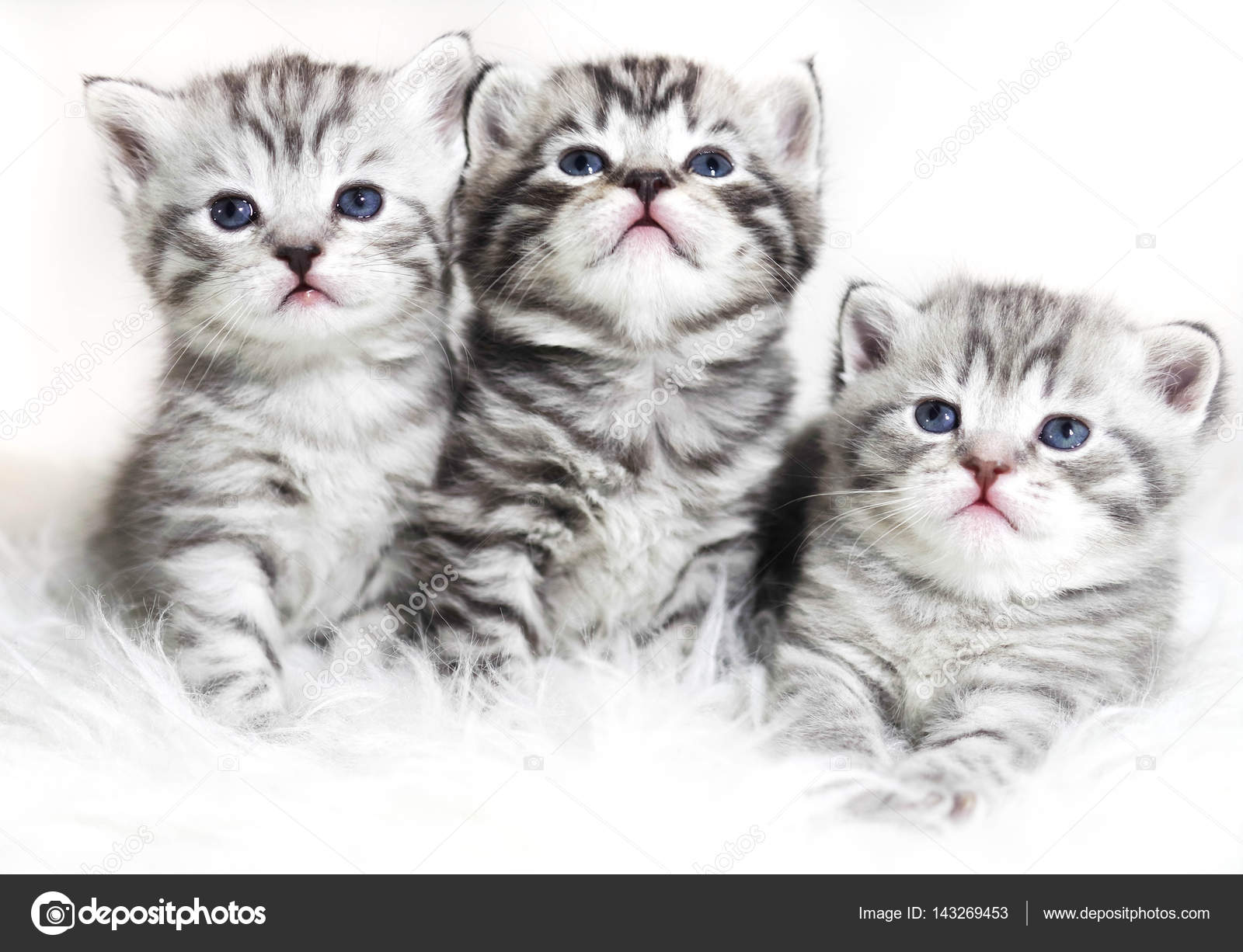 Cute Kittens On A White Background Beautiful Plush Kittens Babies With Blue Eyes Stock Photo By C Alina Inbox Ru Cute Kittens On A White Background Beautiful Plush Kittens Babies With Blue Eyes Stock Photo By C Alina Inbox Ru