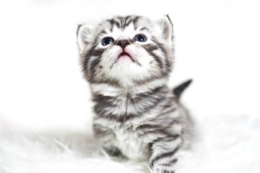 Mavi gözleri ve kalın kısa saç ile lüks yavru kedi. Peluş bebek çizgili kedicik