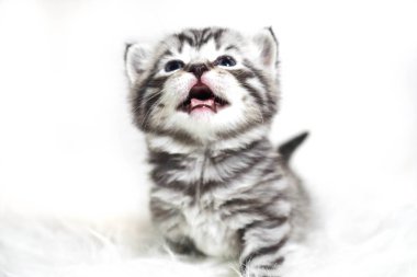 Mavi gözleri ve kalın kısa saç ile lüks yavru kedi. Peluş bebek çizgili kedicik