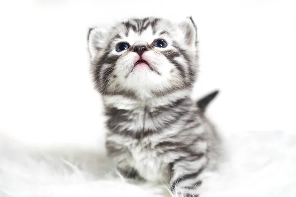 Posh kitten met blauwe ogen en dikke korte haren. Pluche baby gestreepte kitten — Stockfoto