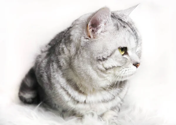 Cat chinchilla  striped tabby profile. Portrait of a cat with green eyes. — Stock Photo, Image