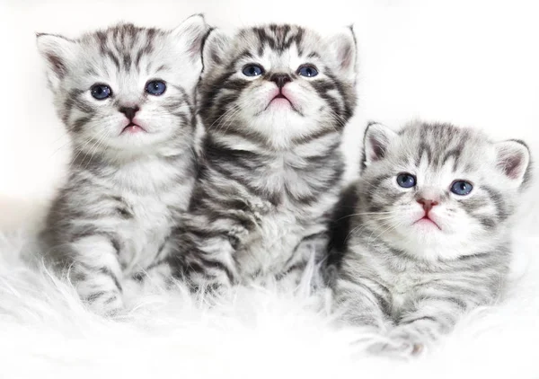 Lindos gatitos sobre un fondo blanco. Hermosos gatitos de felpa bebés con ojos azules . — Foto de Stock