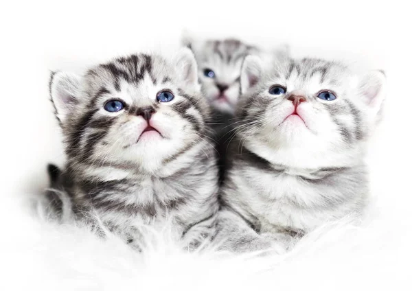 Lindos gatitos sobre un fondo blanco. Hermosos gatitos de felpa bebés con ojos azules . — Foto de Stock