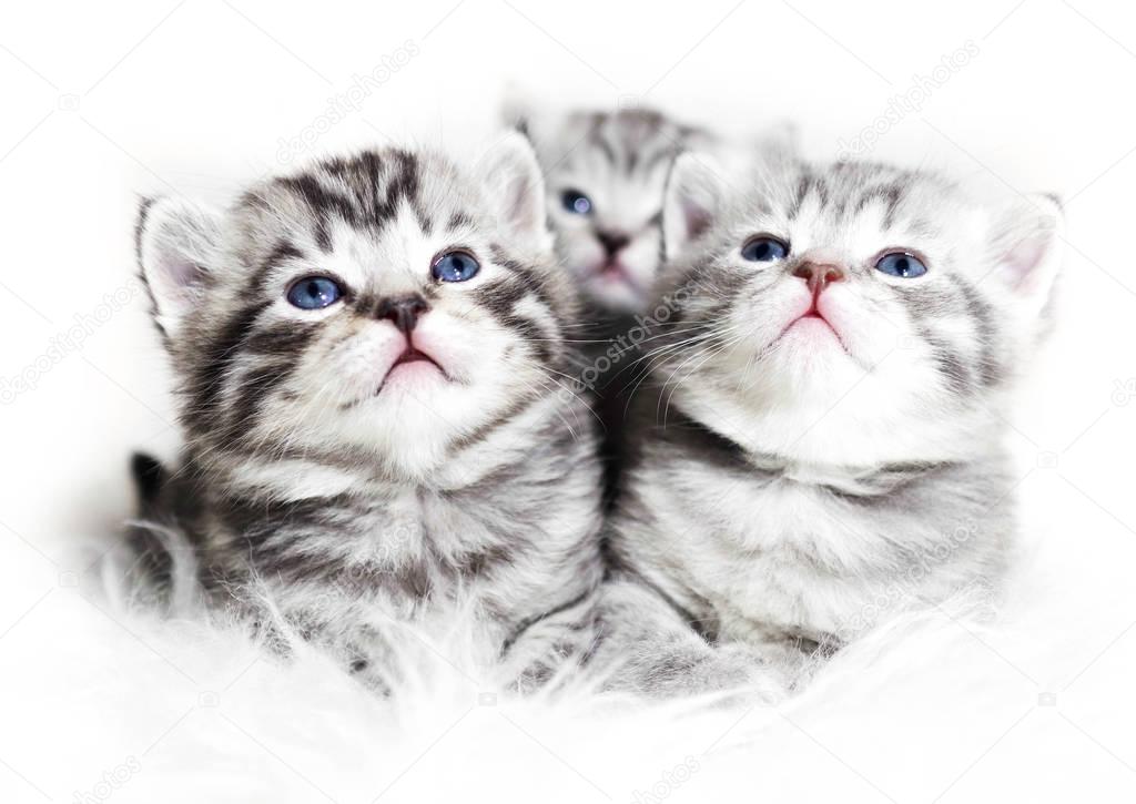 Cute kittens on a white background. Beautiful plush kittens babies with blue eyes.