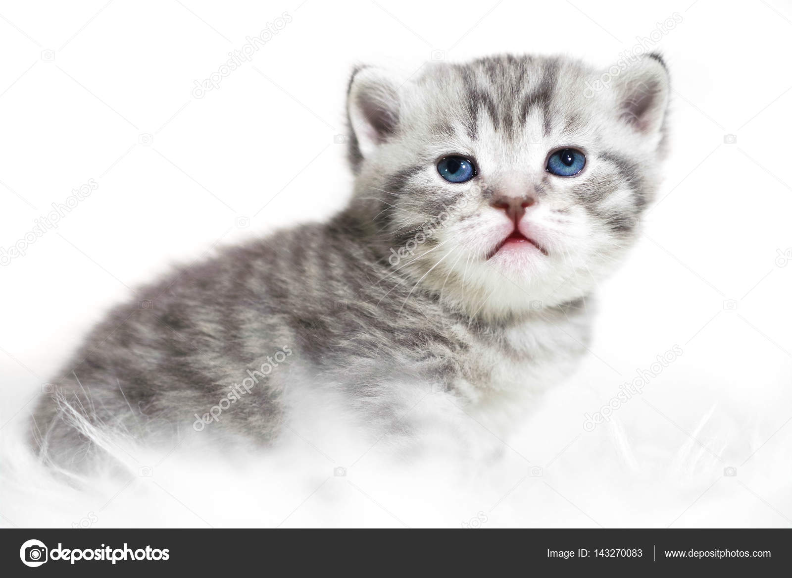 Chaton Aux Yeux Bleus Mignon Chaton Pure Race Rayé Gris