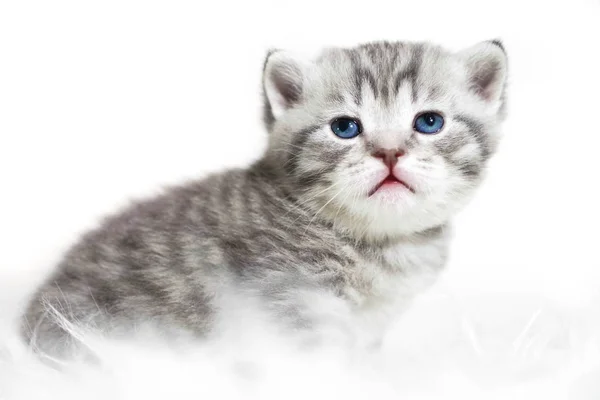 Γατάκι με γαλάζια μάτια. Χαριτωμένο γκρι ριγέ καθαρόαιμο γατάκι. — Φωτογραφία Αρχείου