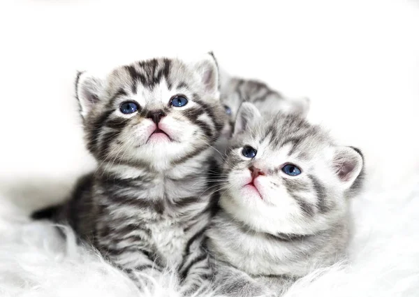 Gatinhos bonitos em um fundo branco. Belos gatinhos de pelúcia bebês com olhos azuis . — Fotografia de Stock