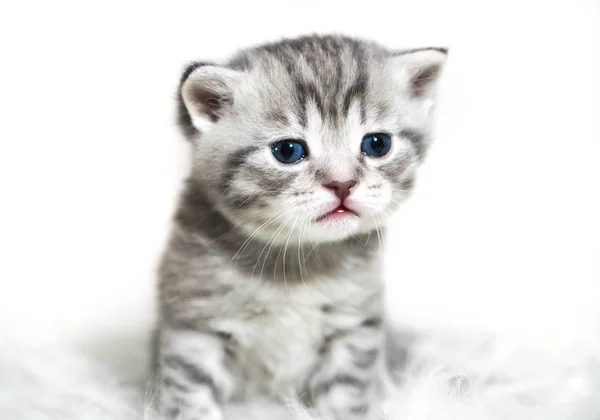 Kitten with blue eyes. Cute gray striped purebred kitten. — Stock Photo, Image