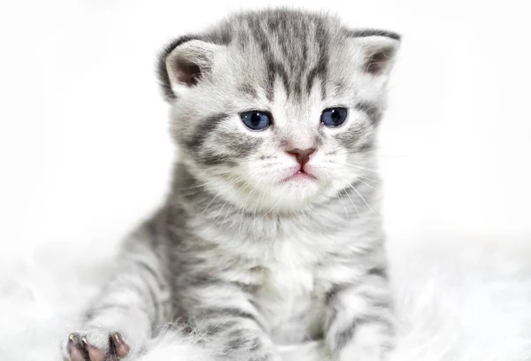 Kitten met blauwe ogen zitten. Leuk grijs gestreepte rasechte katje. — Stockfoto