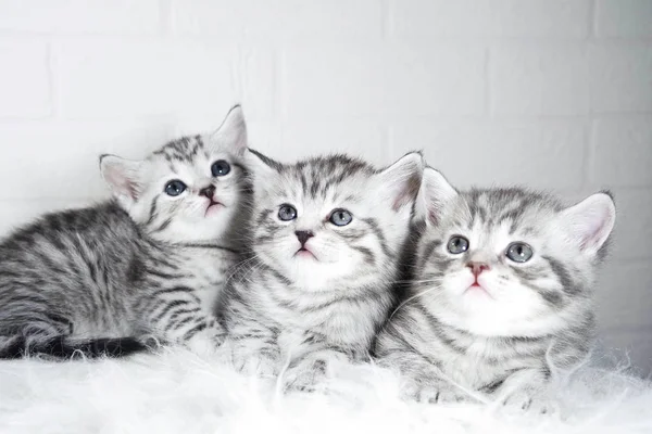 Scottish kittens Whiskas striped color portrait — Stock Photo, Image