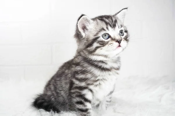 Gatito gris a rayas retrato de color acostado sobre un fondo blanco —  Fotos de Stock