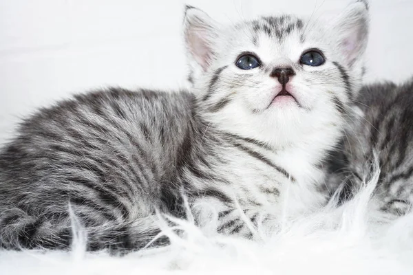 Cica, szürke csíkos, színes portré feküdt egy fehér háttér — Stock Fotó