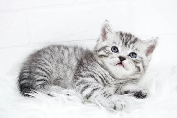躺在白色的背景上的小猫灰色条纹的彩色肖像 — 图库照片