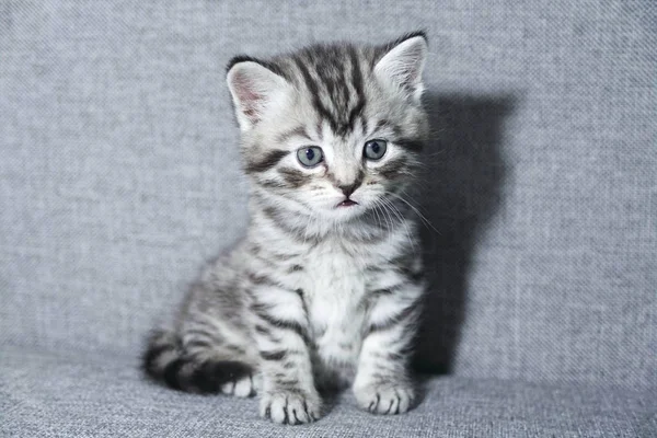 Gatito sentado. tabby gatito pequeño niño —  Fotos de Stock