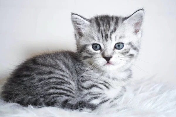 Gatinho listrado a mentir. Gatinho com olhos azuis — Fotografia de Stock