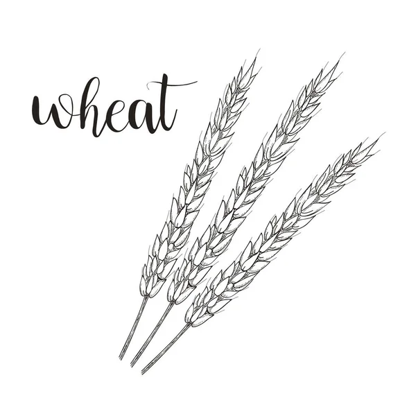 Ескіз пшениці Векторні ілюстрації. Рука пшениці — стоковий вектор