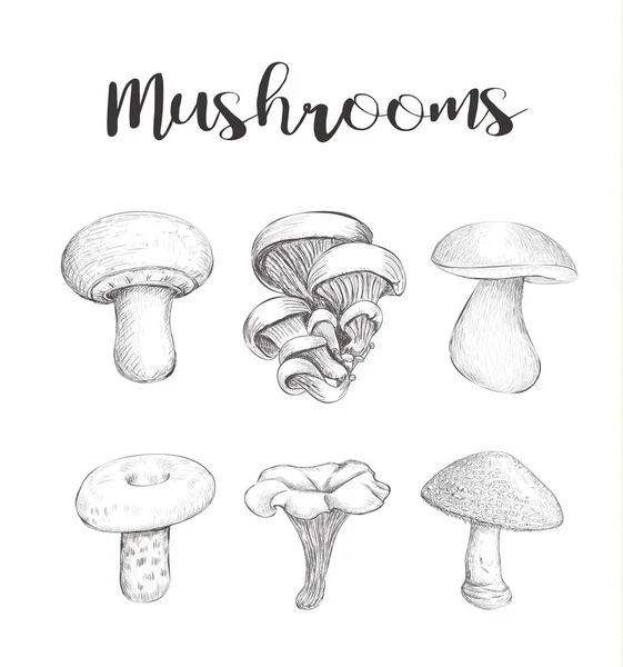 Векторный эскиз грибов Ручная иллюстрация. Лесные грибы — стоковый вектор